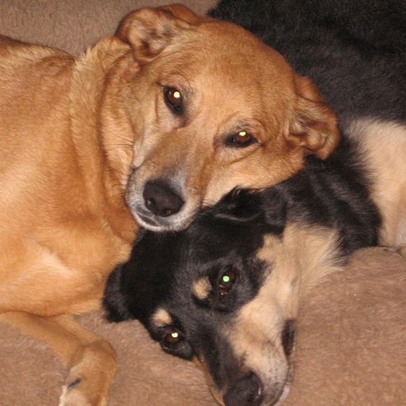 wsrdoggies